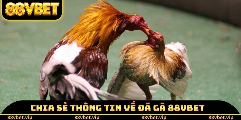Đá Gà 88vbet - Mãn Nhãn Với 100++ Trận Đỉnh Cao Mỗi Ngày 1 Chia sẻ thông tin về đá gà 88vbet