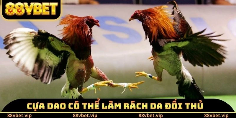 Đá Gà 88vbet - Mãn Nhãn Với 100++ Trận Đỉnh Cao Mỗi Ngày 2 Cựa dao có thể làm rách da đối thủ