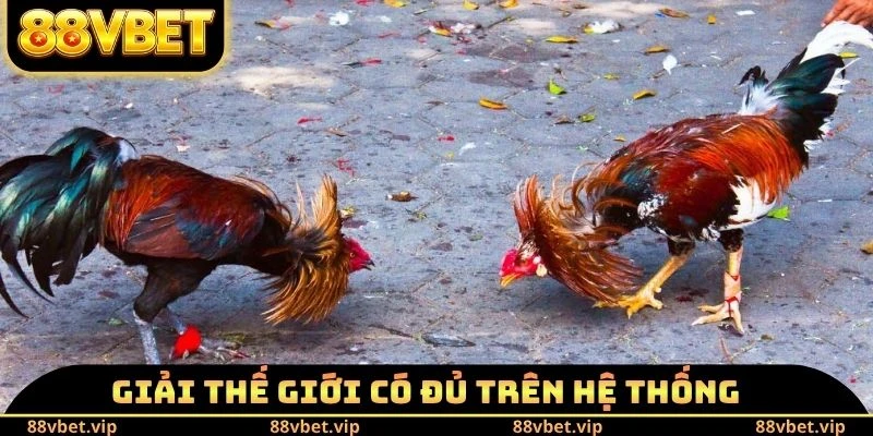 Đá Gà 88vbet - Mãn Nhãn Với 100++ Trận Đỉnh Cao Mỗi Ngày 4 Giải danh tiếng thế giới có đủ trên hệ thống